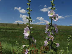 Alcea pallida