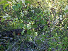Ceanothus sanguineus