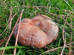 Lactarius deliciosus