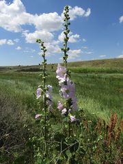 Alcea pallida