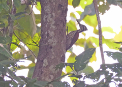 Chrysocolaptes guttacristatus