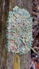 Punctelia subrudecta
