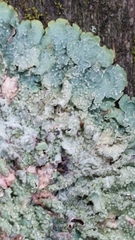 Punctelia subrudecta
