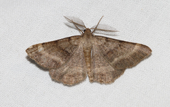 Selidosema brunnearia