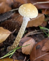 Leratiomyces squamosus