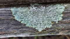 Punctelia subrudecta