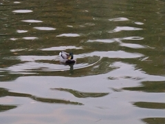 Anas platyrhynchos platyrhynchos