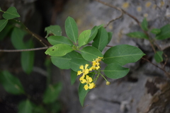 Callaeum macropterum