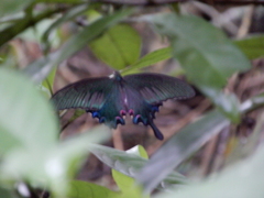 Papilio bianor