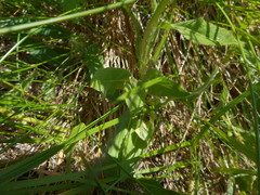 Hypochaeris uniflora