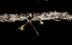 Dendrophylax porrectus