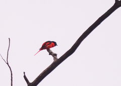 Pericrocotus speciosus