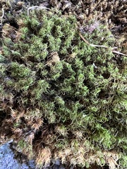 Dicranum montanum