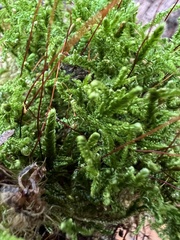 Callicladium imponens