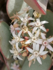 Crassula arborescens