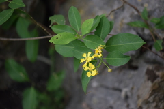 Callaeum macropterum