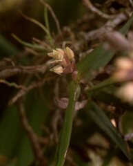 Epidendrum strobiliferum