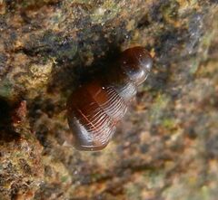Clausiliidae