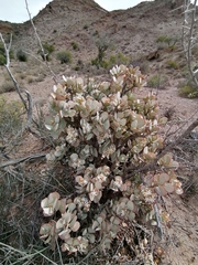 Crassula arborescens