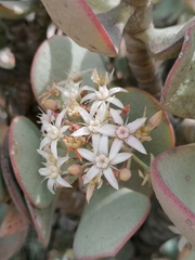 Crassula arborescens