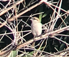 Lanius isabellinus
