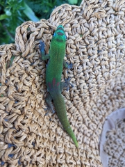 Phelsuma laticauda laticauda