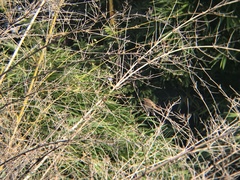 Lanius isabellinus