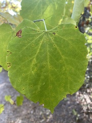 Cercis canadensis