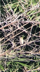 Lanius isabellinus