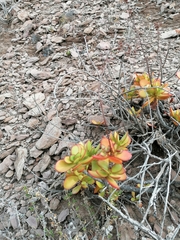 Crassula cultrata