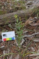 Pterostylis viriosa
