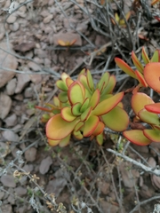 Crassula cultrata