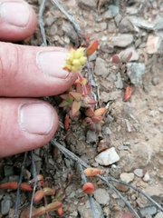 Crassula subaphylla