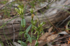 Pterostylis viriosa