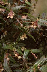 Epidendrum strobiliferum