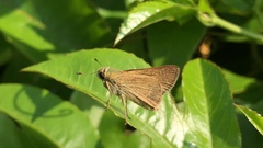 Pelopidas mathias