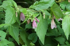 Campanula punctata