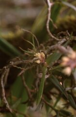 Epidendrum strobiliferum