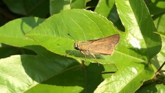 Pelopidas mathias