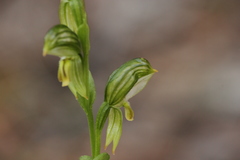 Pterostylis viriosa