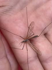 Tipula