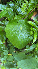 Piper auritum