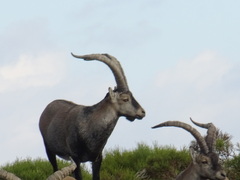 Capra pyrenaica victoriae