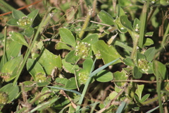 Richardia brasiliensis