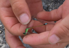 Ischnura senegalensis