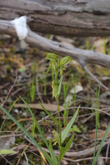 Pterostylis viriosa
