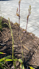 Eulophia graminea