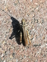 Chorthippus maritimus