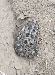 Sclerophrys regularis