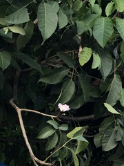 Lagerstroemia speciosa